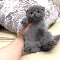 گربه های نژاد دار