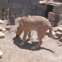 توله سگ ماده سرابی اصیل