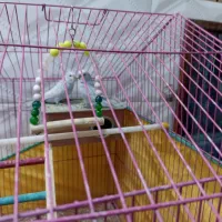 مرغ عشق بالغ