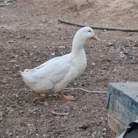 یک‌جفت‌اردک‌سفید‌جوان|حیوانات مزرعه|خمینی‌شهر, |دیوار