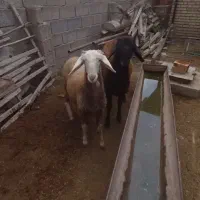 بره نرو ماده|حیوانات مزرعه|آق قلا, |دیوار