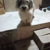 سگ پشمالوپاکوتا