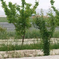 فروش زمین ۵۵۰ متری|فروش زمین و ملک کلنگی|اصفهان, آبشار|دیوار