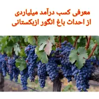 فروش نهال انگور سیاه ترکمن۴ ازبکستانی