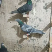 کبوتر آلمانی