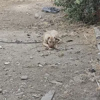 توله سرابی ۶ ماهه ماده