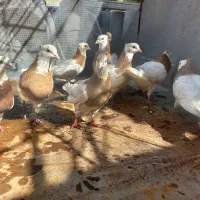 کفتر،طوقی|پرنده|دهدشت, |دیوار