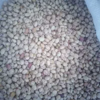 لوبیا چیتی اعلا بوجاری شده