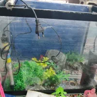 اکواریوم شرکتی سالم با کلیه وسایل