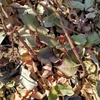 فروش نهال پسته بادامی زرندی ابرکوه|خدمات باغبانی و درختکاری|ابرکوه, |دیوار