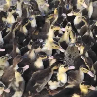 ۸۰۰ عدد اردک یک ماهه