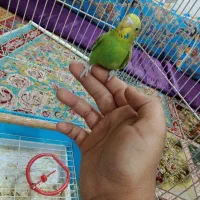 تو عدد مرغ عشق رام ۶۰۰تومان|پرنده|چابهار, |دیوار