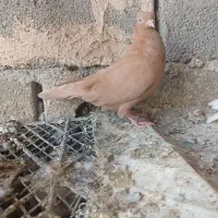 کبوتر گره درجای|پرنده|میناب, |دیوار