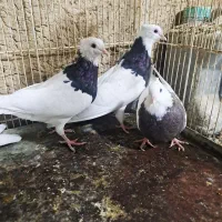 فروش کبوتر|پرنده|شیراز, آبیاری|دیوار