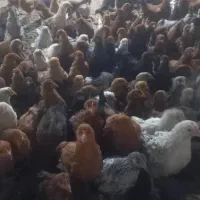 جوجه محلی فروشی|حیوانات مزرعه|شیراز, کرونی(خاتونک)|دیوار