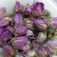 گل محمدی