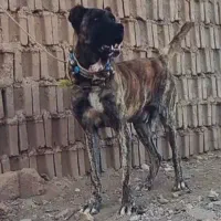 سن دوسال گله ای دهن پاک قد۸۵پرزور