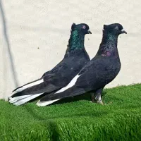 کبوتر کشتنی زنده یا پرکنده به نرخ بلدرچین