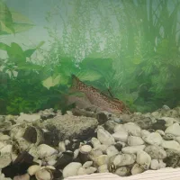 ماهی گوشتخوار