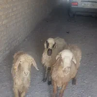 سه تا میش دونه ای 18 میلیون تومان