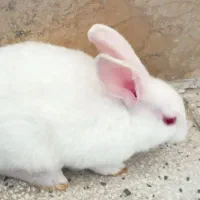 خرگوش