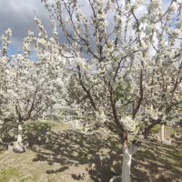ویلایی-دربست-225متری-لادن-مسکونی-و-مشاغل