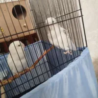 طوطی برزیلی