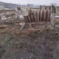 مادیان کردی