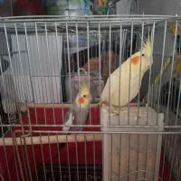 عروس هلندی سالم