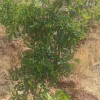 فروش باغ ۱۰۰۰ متری