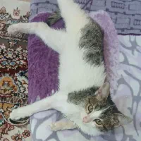 واگذاری گربه ی نر دوماهه