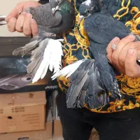 فیلی اغگورغ|پرنده|تبریز, |دیوار