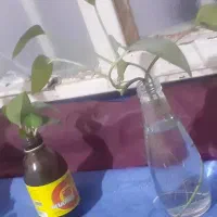 گل پیچک خونگی