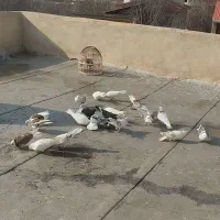 ۲۲عدد کبوتر خانگی