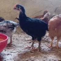 نیمچه محلی جوجه|حیوانات مزرعه|قزوین, |دیوار