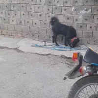 سگ نر قدرجونی