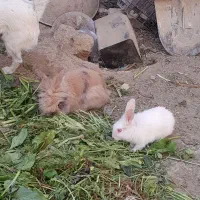 واگذاری خرگوش