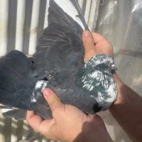 کبوتر پرشی خوش نقش|پرنده|ری, علایین|دیوار