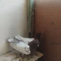 جفت کفتر کله سرخ|پرنده|کنارک, |دیوار