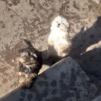 سگ پا کوتاه|سگ|میانه, |دیوار