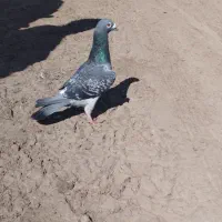 جوگاه کبوتر ۱ملیون