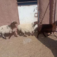 بره نره|حیوانات مزرعه|جلگه رخ, |دیوار