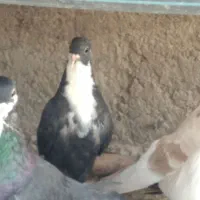 رسمی  ریش بردسیر|پرنده|کرمان, |دیوار