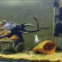 یک جفت ماهی سیچلاید گورخری مولد|ماهی|شوش, |دیوار