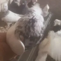 کبوتر طوقی|پرنده|محمدشهر, همایون ویلا|دیوار