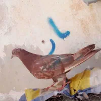 فروش کبوتر|پرنده|شیراز, سعدیه شمالی|دیوار