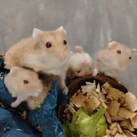 شش عدد همستر (کمپل)|موش و خرگوش|فاضل آباد, |دیوار