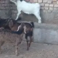 بزغاله ۴راس|حیوانات مزرعه|سبزوار, قصبه شرقی|دیوار