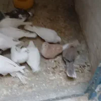 یا کریم جفتی تخم گذار
