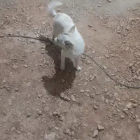 سگ پارمانین|سگ|خرمآباد, |دیوار